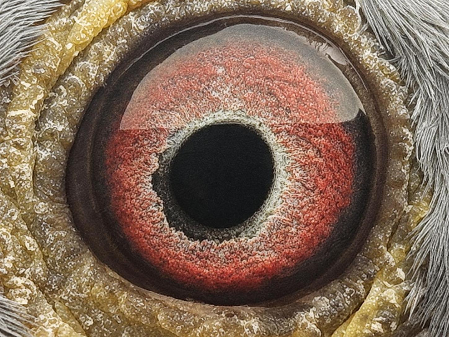 Pigeon eye
